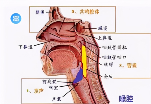 播音主持胸腔共鸣的训练方法怎样胸腔共鸣的训练方法