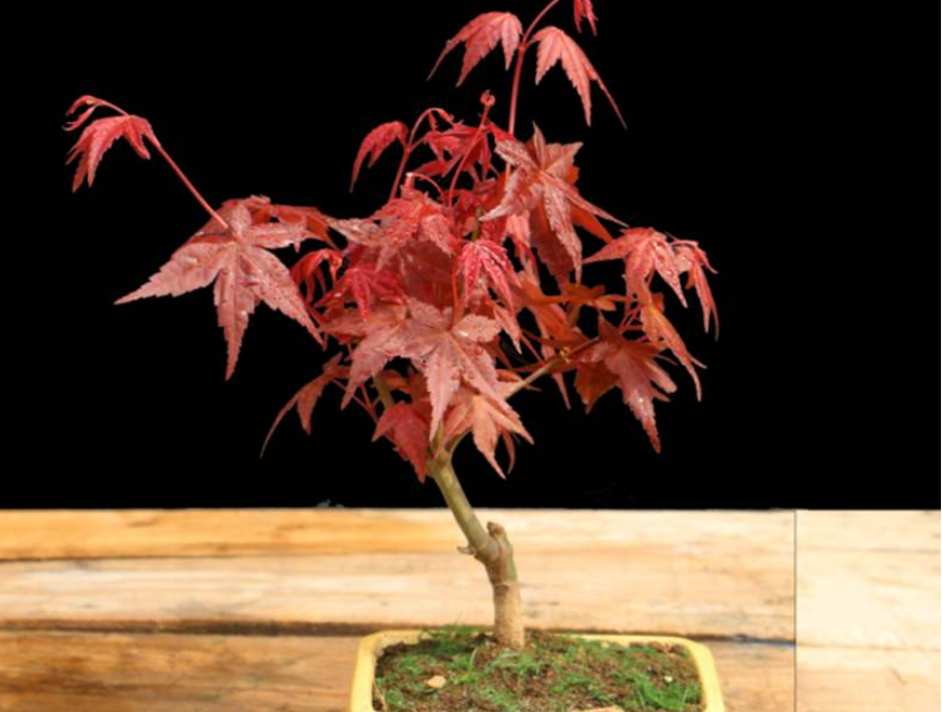 盆景养护:红枫秋季修剪,剪去长势较弱枝条