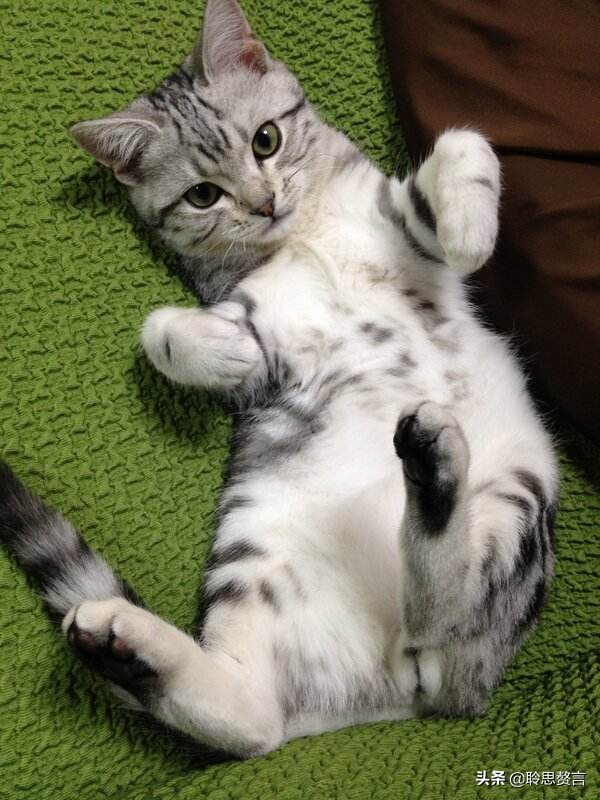 咏猫诗词精选三十三首 吸猫雅事，古已有之