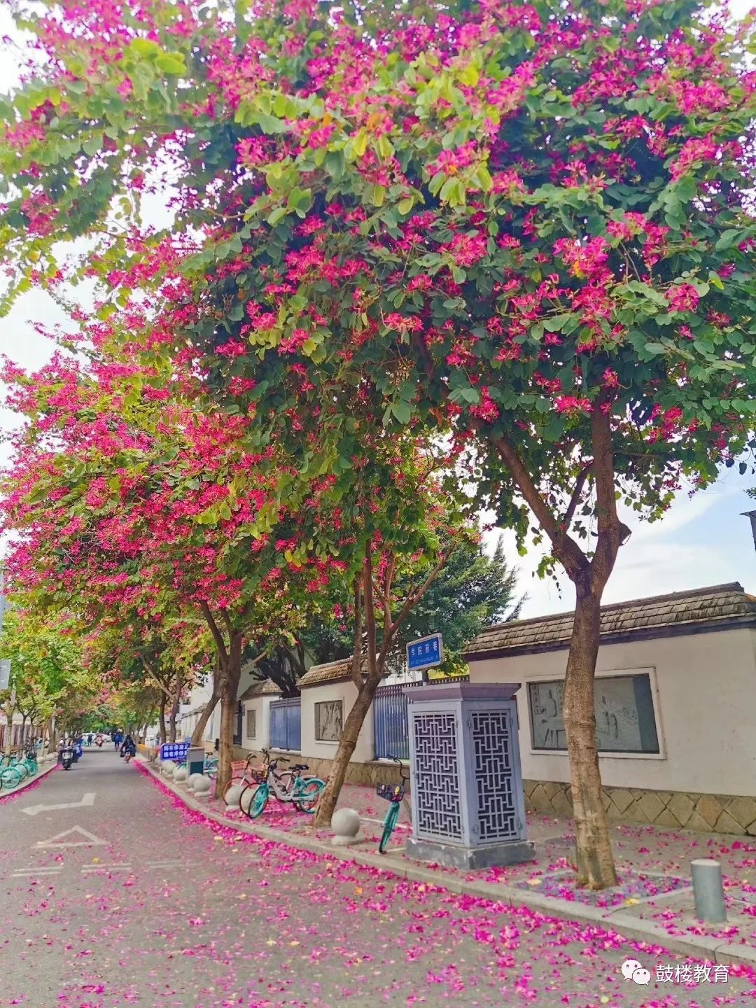 文明风•最美校园竞晒｜福州延安中学教育集团