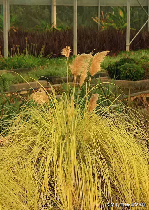 苔草柳枝稷坡地毛冠草日本血草矢羽芒兔尾草細葉芒香茅風知草箱根草銀