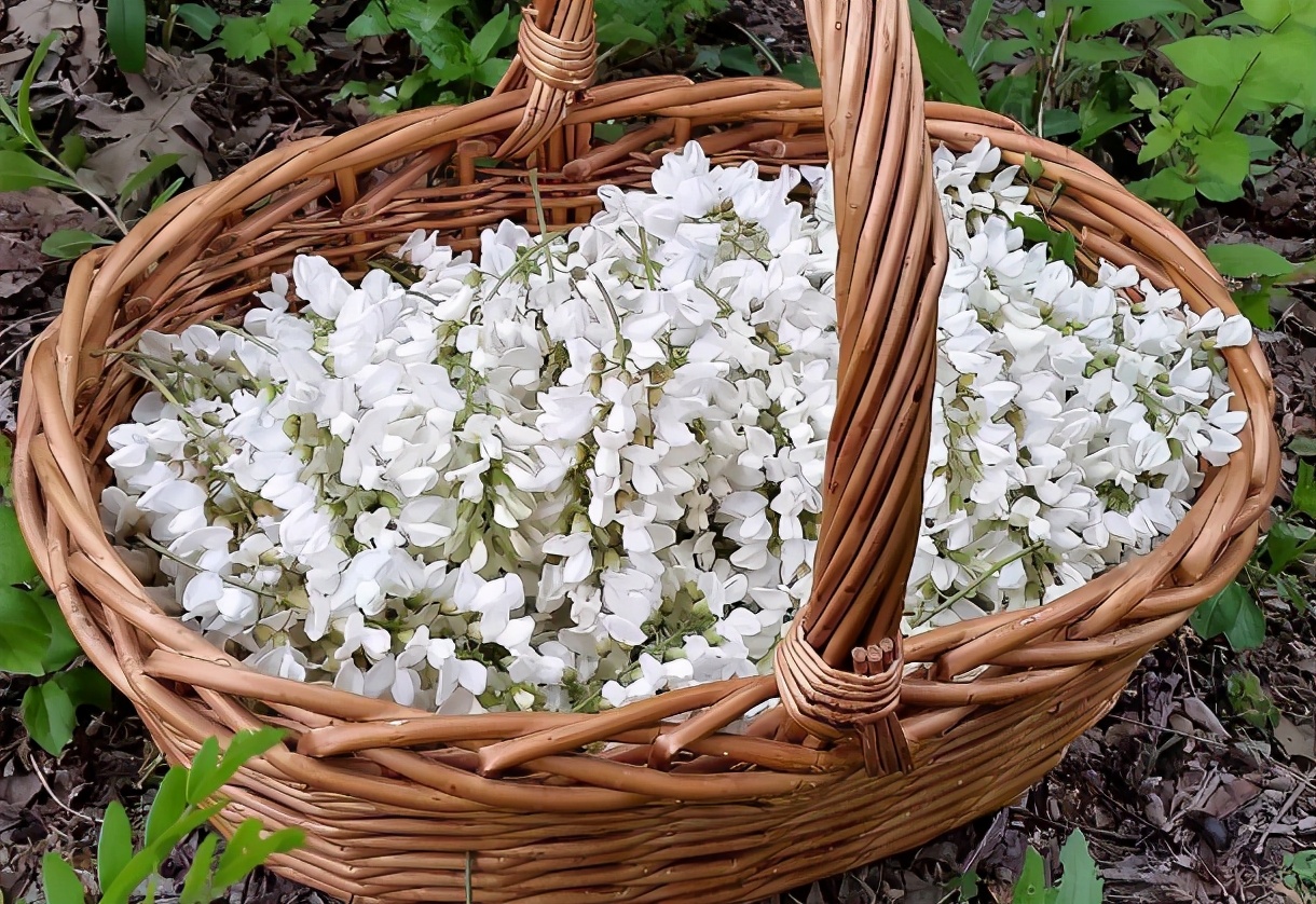 蒸槐花菜需要蒸几分钟（蒸槐花做法的详细步骤）