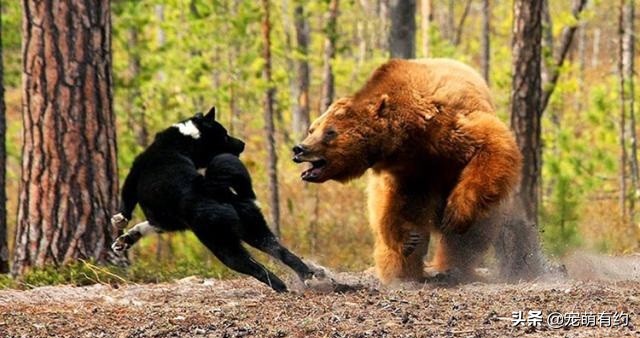 全球最著名的2种猎犬，它们智慧勇敢，是追熊、猎狼的高手