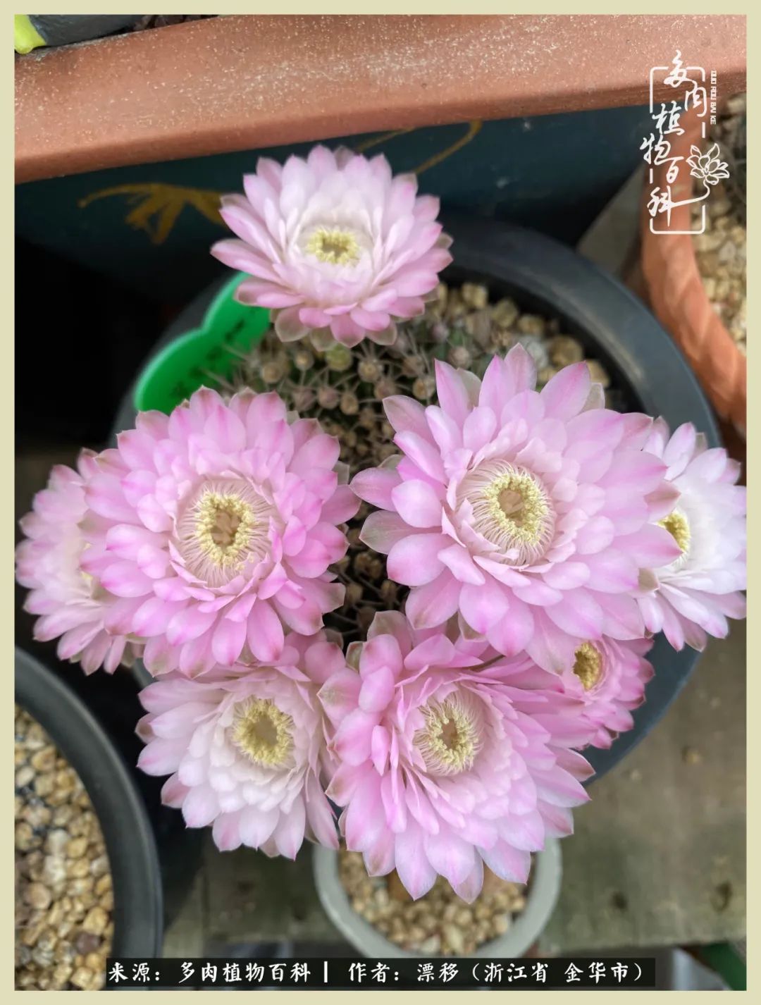 一个个小揪揪实在可爱,但是它的名字好别扭,叫翠晃冠缀化.