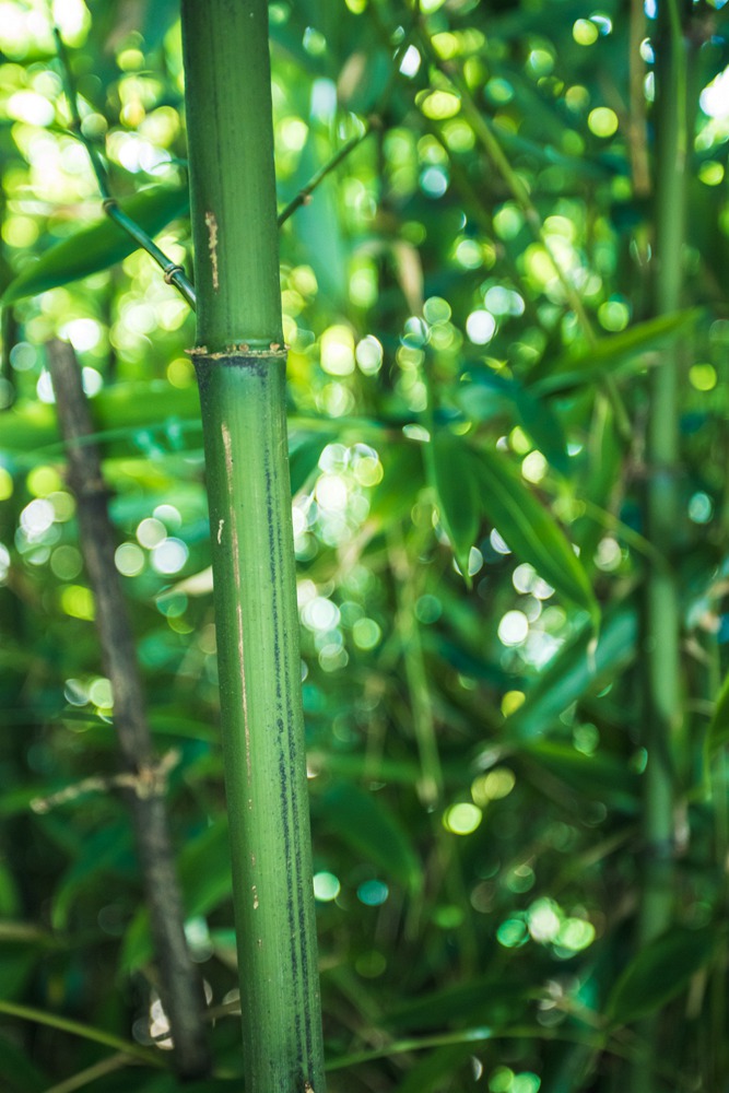 18°C的夏天谁不爱，火炉重庆竟藏着一个避暑消夏的天堂