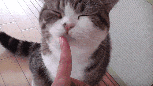 猫咪伸爪把我抓伤了，不打疫苗我会死吗？