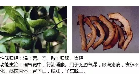 300个中草药图谱（附主治功效），知道一半就太牛了（上）