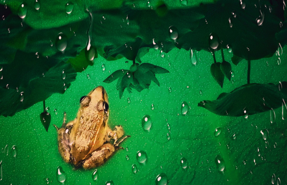 一夜蛙声连雨声，在古诗词里听蛙鸣，给人一份夏日的清凉
