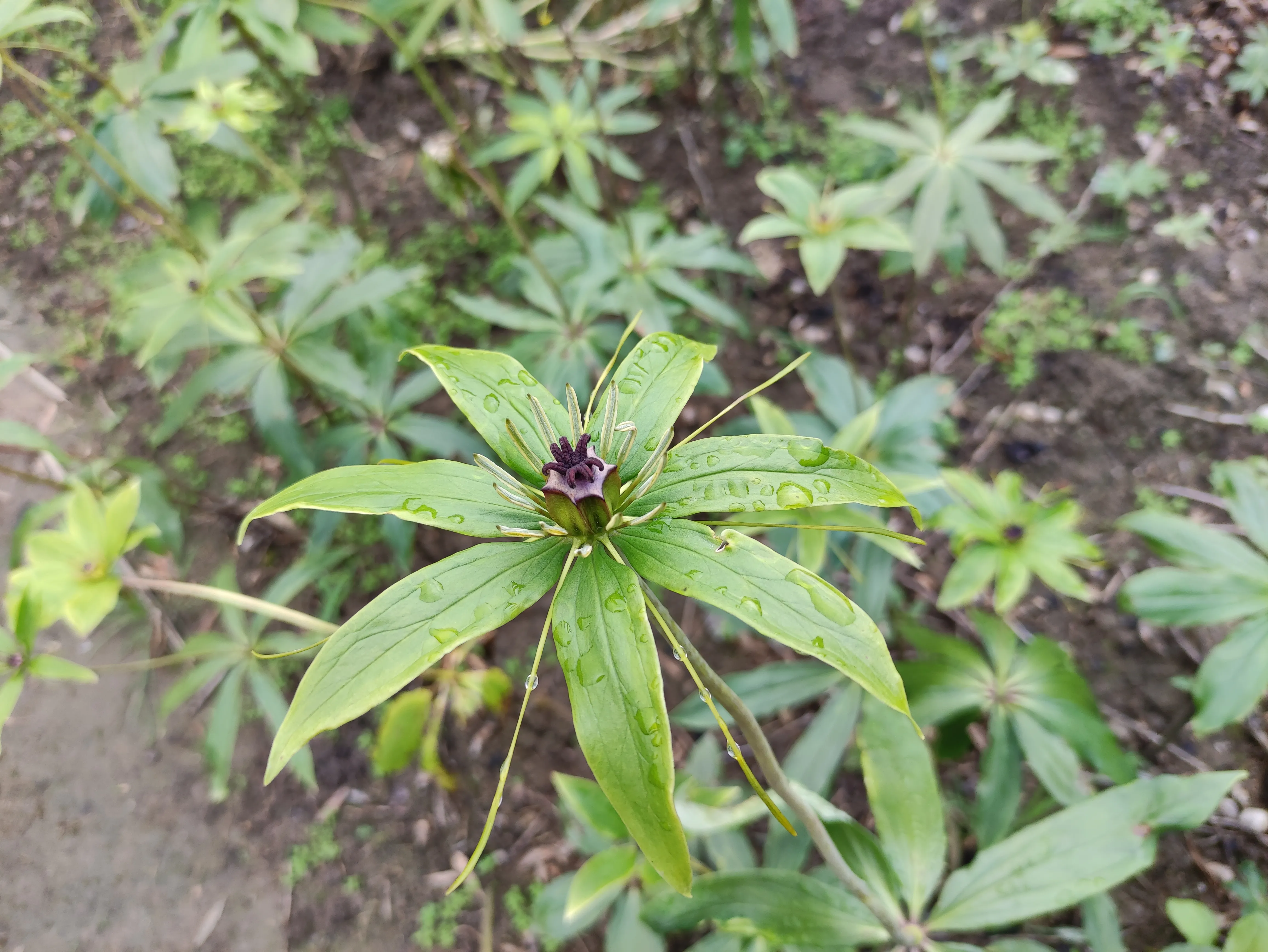 皖西大别山区的霍山山区常见的这19种中药材，你都认识吗