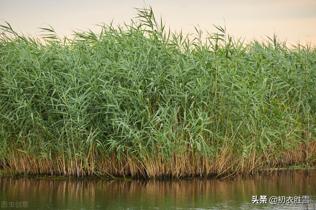 诗经里的早秋芦苇，蒹葭苍苍在水一方，是苍翠清丽的水乡家园