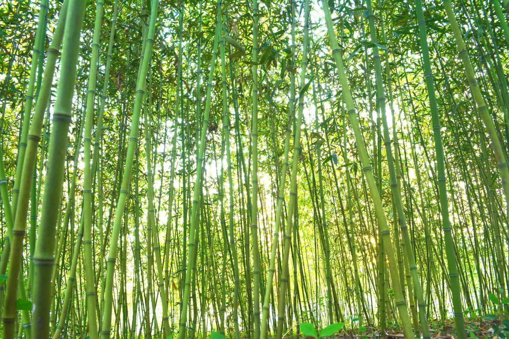 江南水乡，诗意盎然，带你走进宿迁职业技术学院（中）