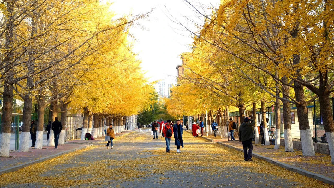 辽宁大学文化景观：银杏路