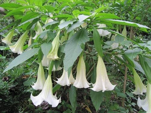 十大吉祥花中的四种：牡丹、莲花、梅花、菊花，象征富贵、纯洁、坚韧与高洁
