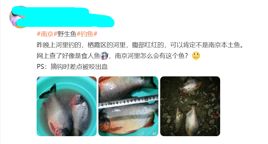 紅腹食人鯧,紅腹食人鯧魚