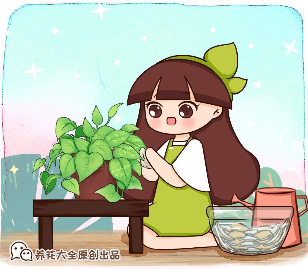 盆栽太累想水培,这4种植物,插水里好养活