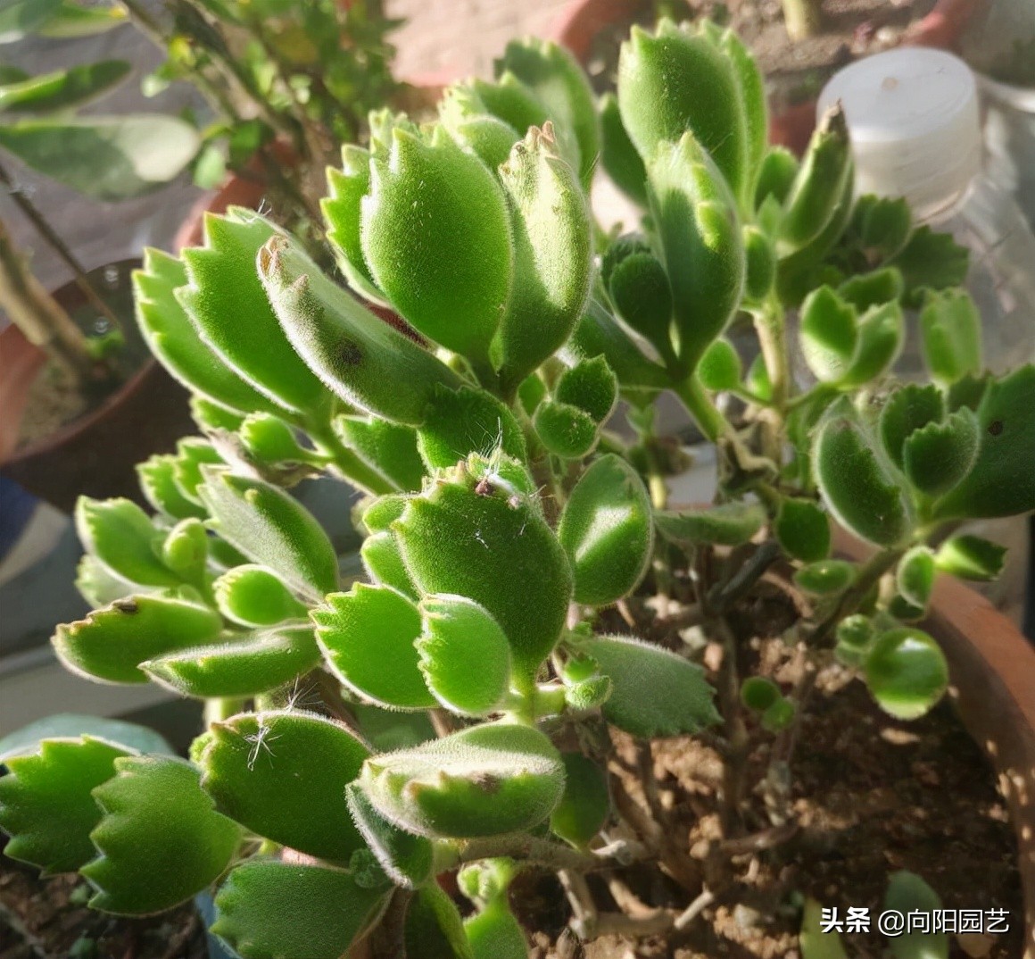 多肉植物怎麼養才養得又大又肥多肉植物怎麼養才不會徒長