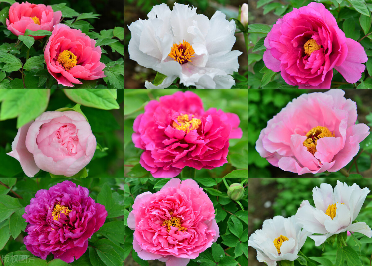 在不同的地区开花时间也会有差异,在甘肃等地,牡丹的开花时间一般会