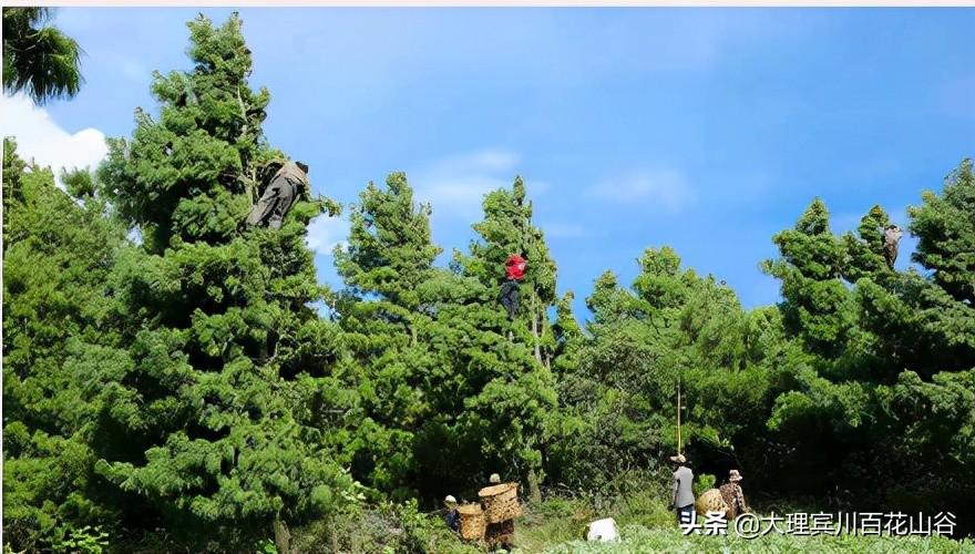 山风袭来，翠微千里，松塔俏立枝头，松仁清香弥漫在空气中