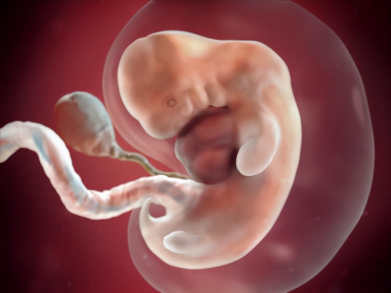 8周的胚胎多大图片图片