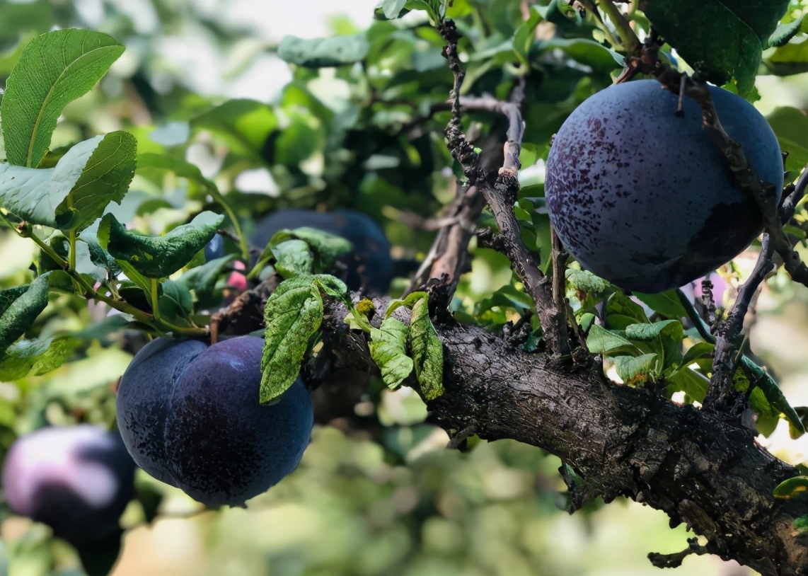 黑布仑多少钱一斤(10年前高不可攀) - 价格百科