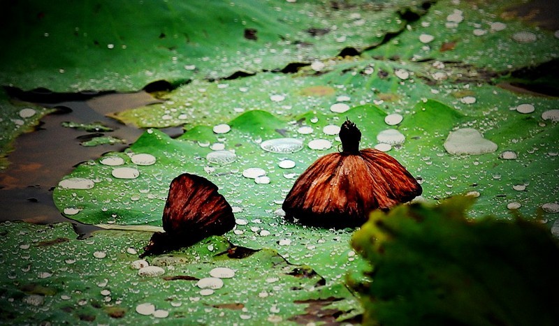 鄉土散文:憂愁的秋雨