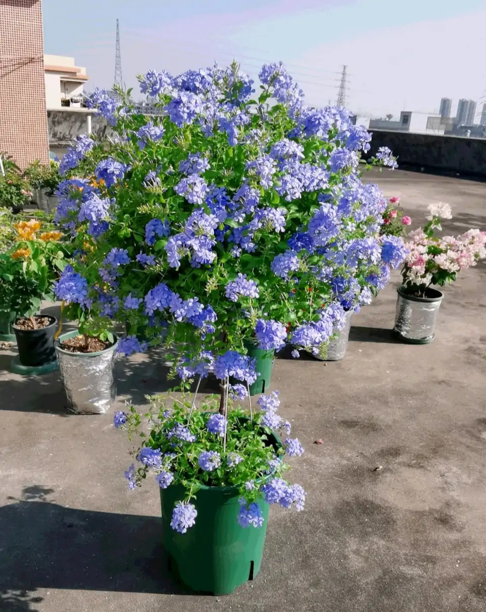 花卉绿植盆栽有什么推荐（100种室内盆栽花草图鉴）