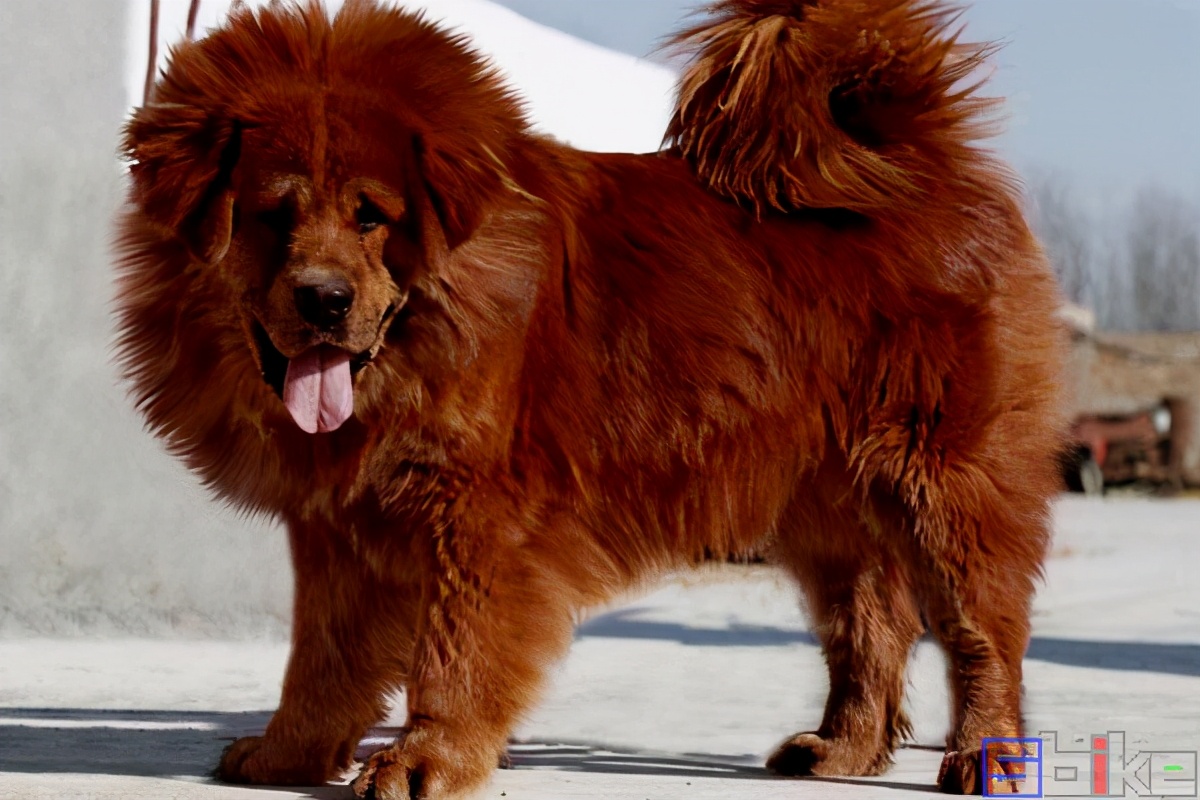 Sbike动植物百科：国际犬业联盟公布的世界十大猛犬排行