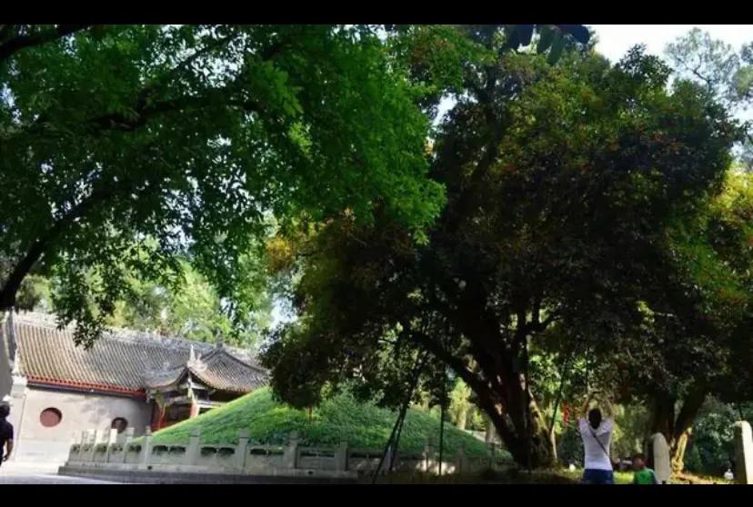 中国十大古树！都是什么树？都在哪里？