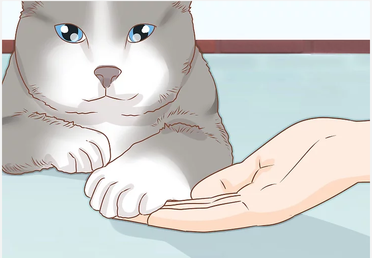 怎样给猫咪剪指甲？收下这份剪指甲攻略，让你的猫咪不再抗拒