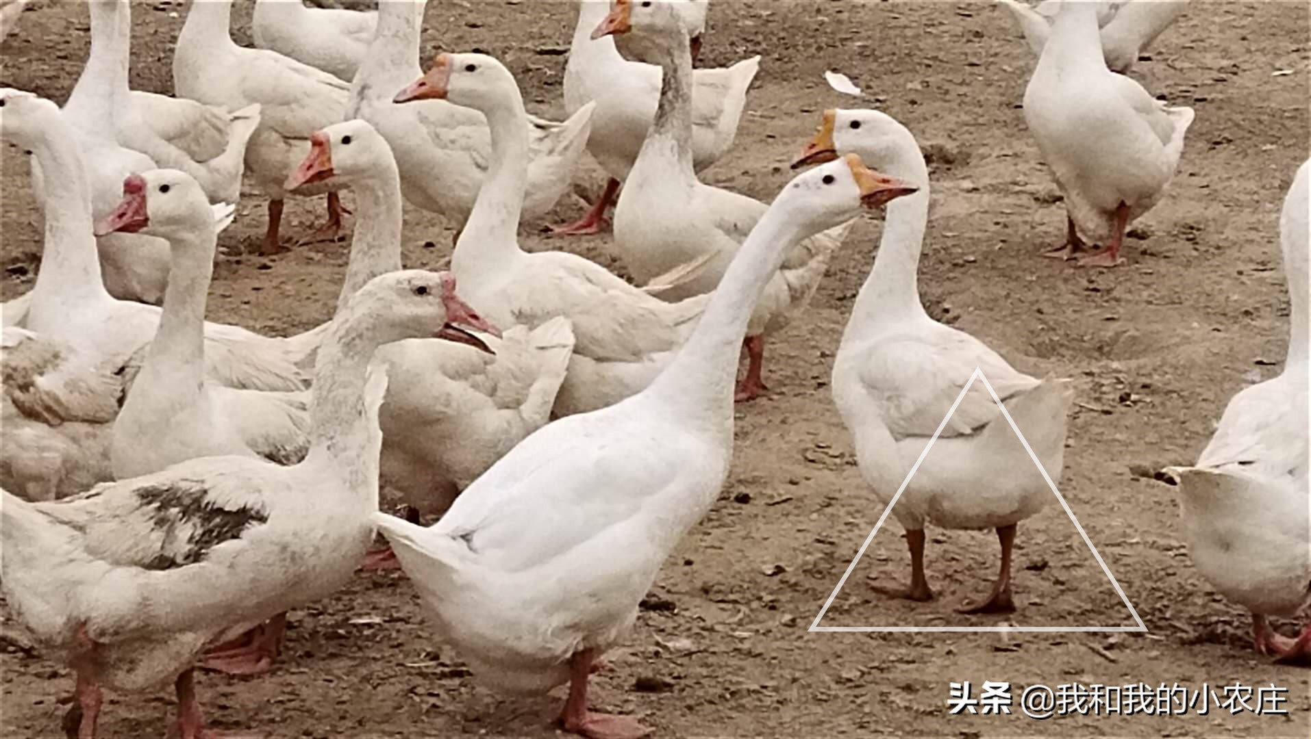 运用10种辨别低产蛋母鹅方法,及时淘汰,减少饲料浪费,节支增收