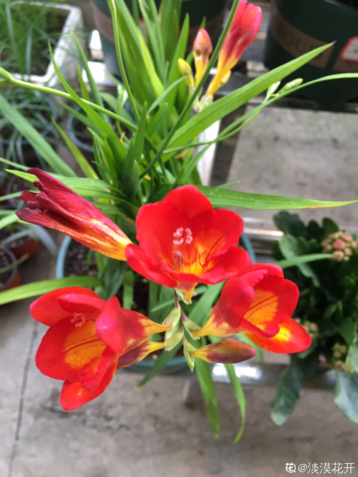 乔迁之喜应该送什么花最合适（乔迁送什么鲜花比较好）