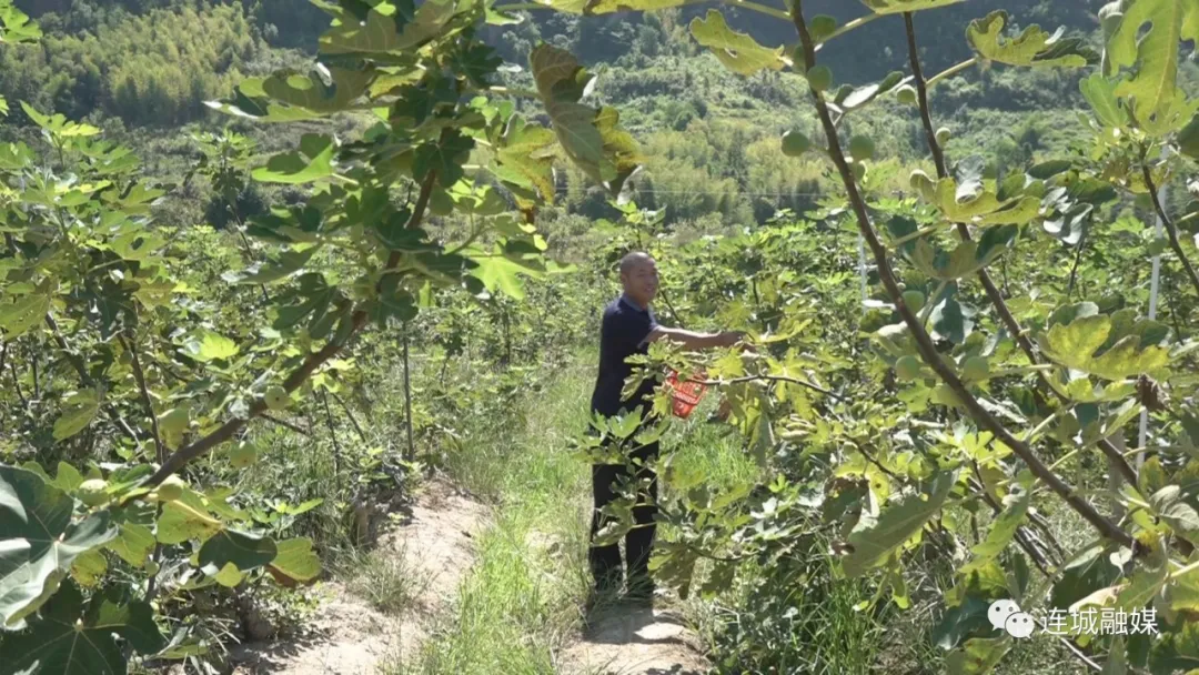 「全面推進鄉村振興」連城揭樂：無花果園飄香 果農喜獲豐收
