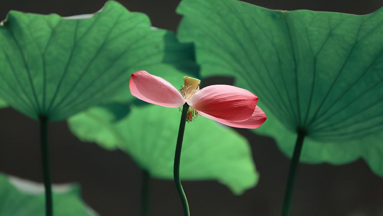 次第花开经典句子（读懂次第花开的句子能受到启发）