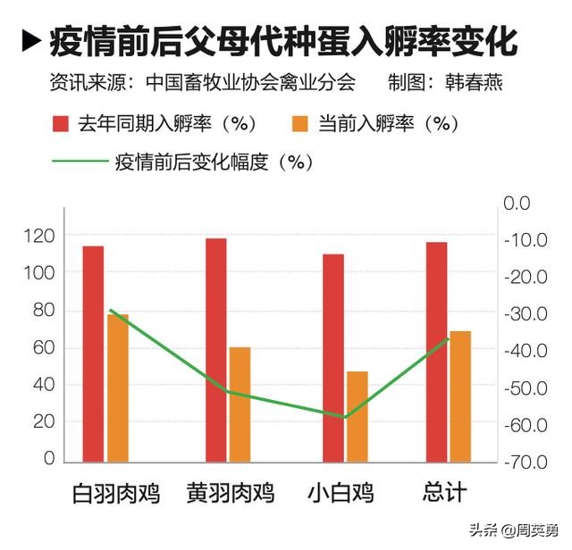 “黑天鹅”袭击养鸡业:下半年的吃鸡难题