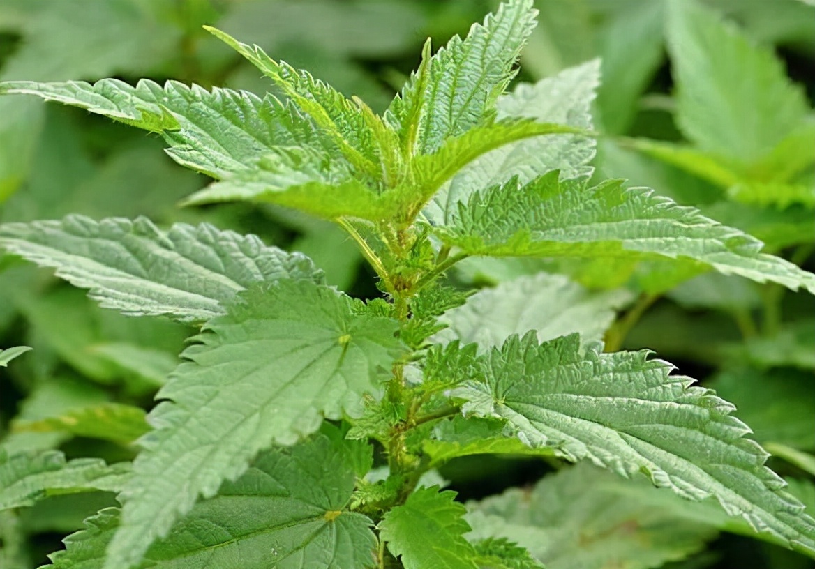 荨麻:人畜都怕的植物,没牙齿"咬人"如马蜂蛰,当野菜吃价值高