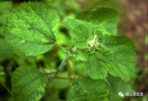 壶镇第一家工厂：溪头街中兴麻袋厂，开启壶镇工业重镇的不凡之路