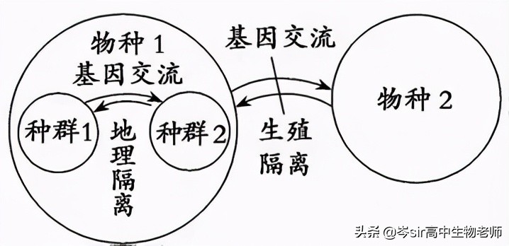 现代生物进化理论（高中生物重点知识梳理）