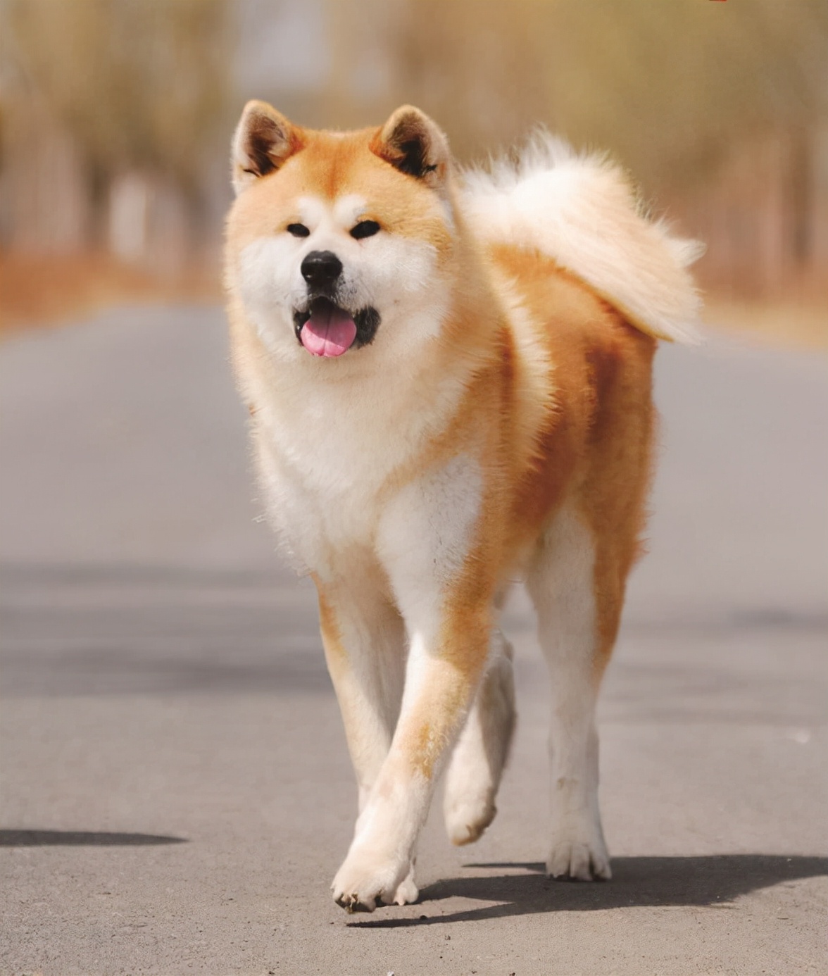 秋田犬呕吐黄粘稠液体怎么办