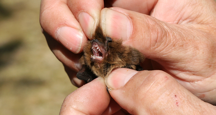 (图片说明:蝙蝠是狂犬病的宿主之一)和犬类不同的是,蝙蝠咬伤的伤口