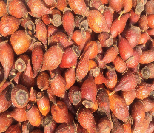 俗称"糖罐子",浑身长满刺,儿时用它熬糖吃,泡酒喝醇香又甘甜