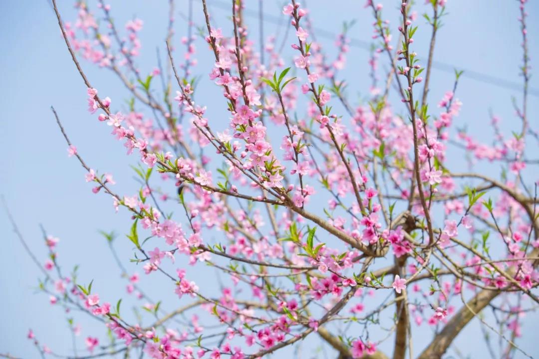 什么花春天开（盘点15种开在春天的绝美花）