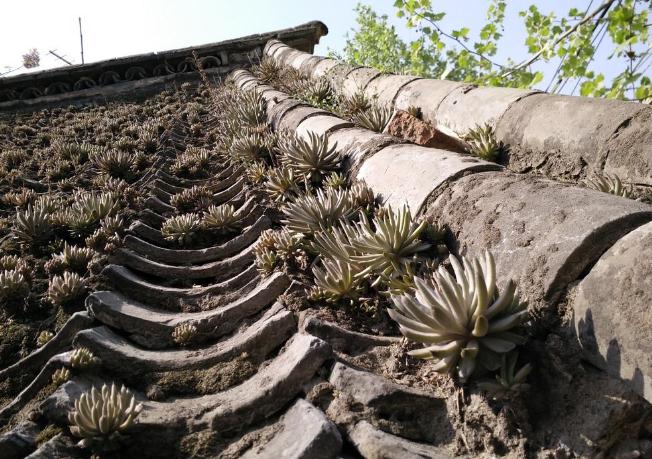 1种植物，叫“墙不倒”，能镇宅，是家中的房神