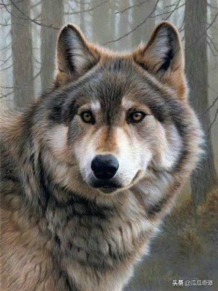 狼的智商相当于人几岁(智商超过100 的野兽)