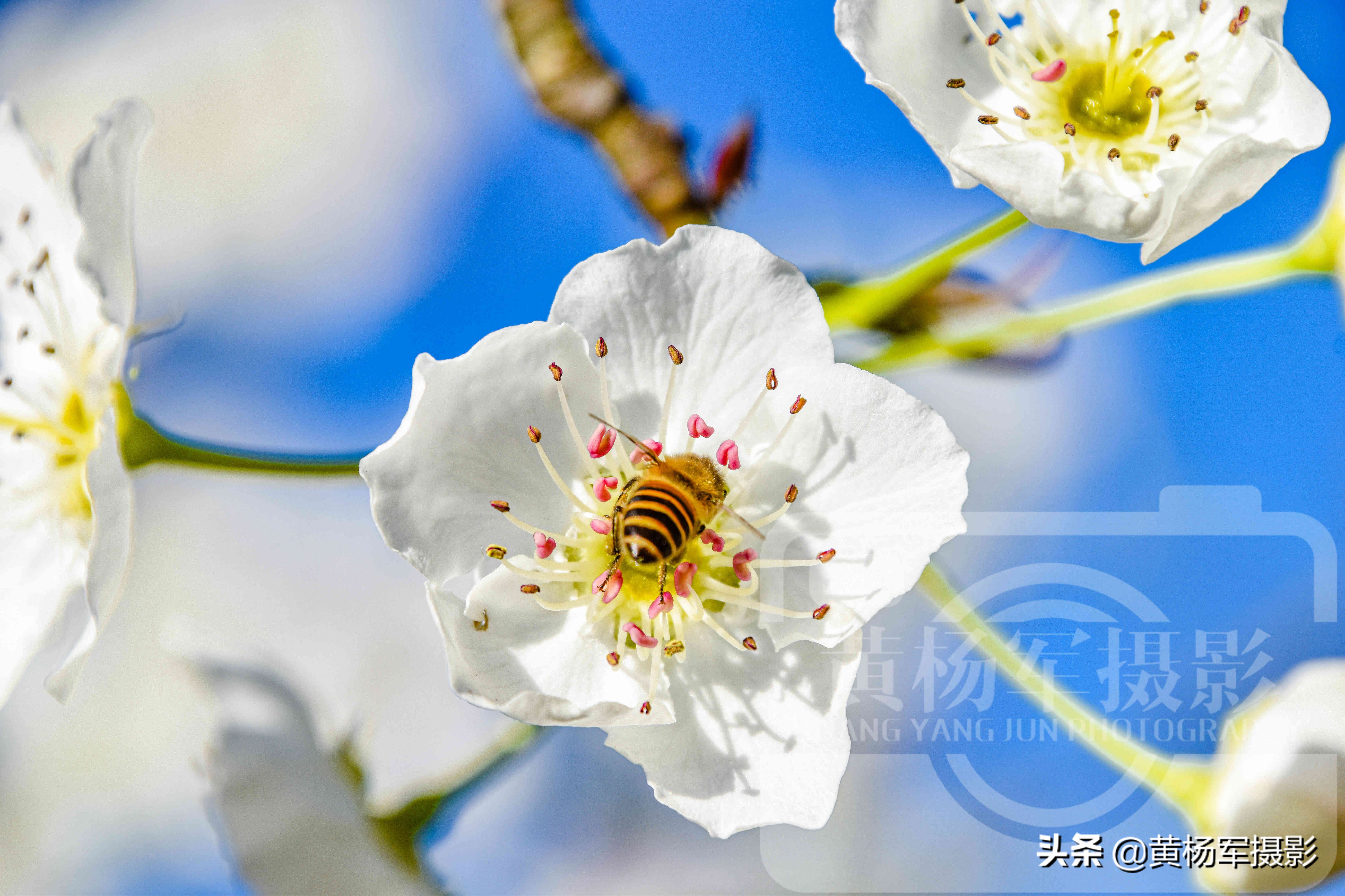 梨花长什么样子（春日蓝天下美丽盛开的梨花）