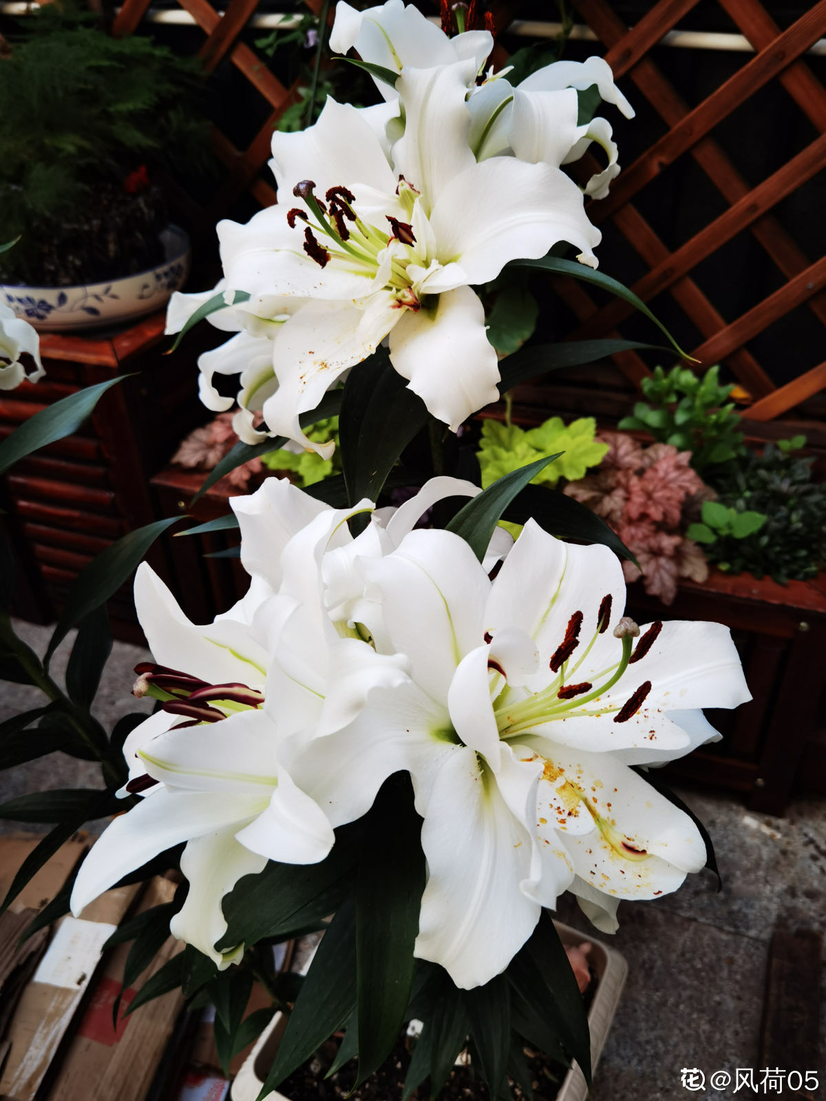 乔迁之喜应该送什么花最合适（乔迁送什么鲜花比较好）