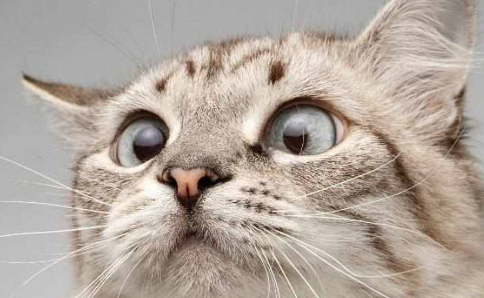 猫咪鼻子干点好，还是湿点好？告诉你答案