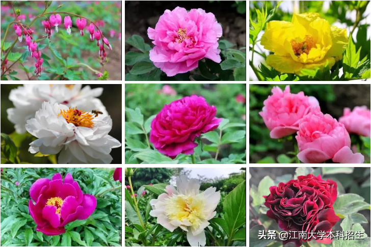 中国“最美”大学之一！占地3250亩，分布10万余棵植物，上学就像度假！