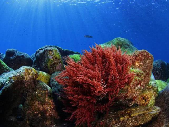血珊瑚的功效与作用(被称为海中燕窝竟有如此功效)