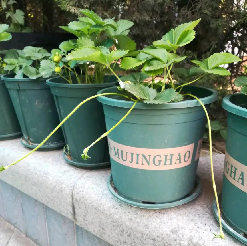 阳台种草莓的方法与技巧（阳台种草莓怎样结果多）