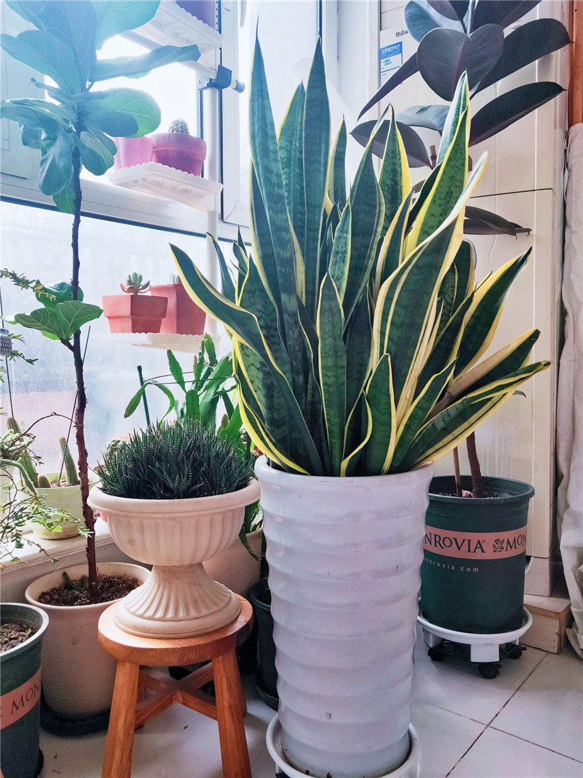 能“养人”的10种花，有的能吸废气、有的可以食用，种了不后悔